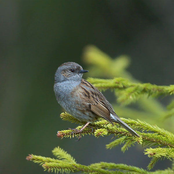 Rautiainen, Dunnock, Prunella modularis